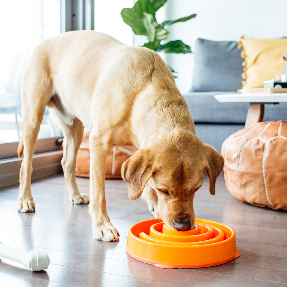 This Outward Hound Slow Feeder Can Help Your Dog Eat Slower