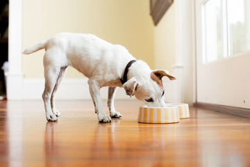 Holistic Pet Food is the New Trend in Pet Nutrition